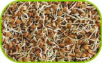 Bean sprouts lentil 150g